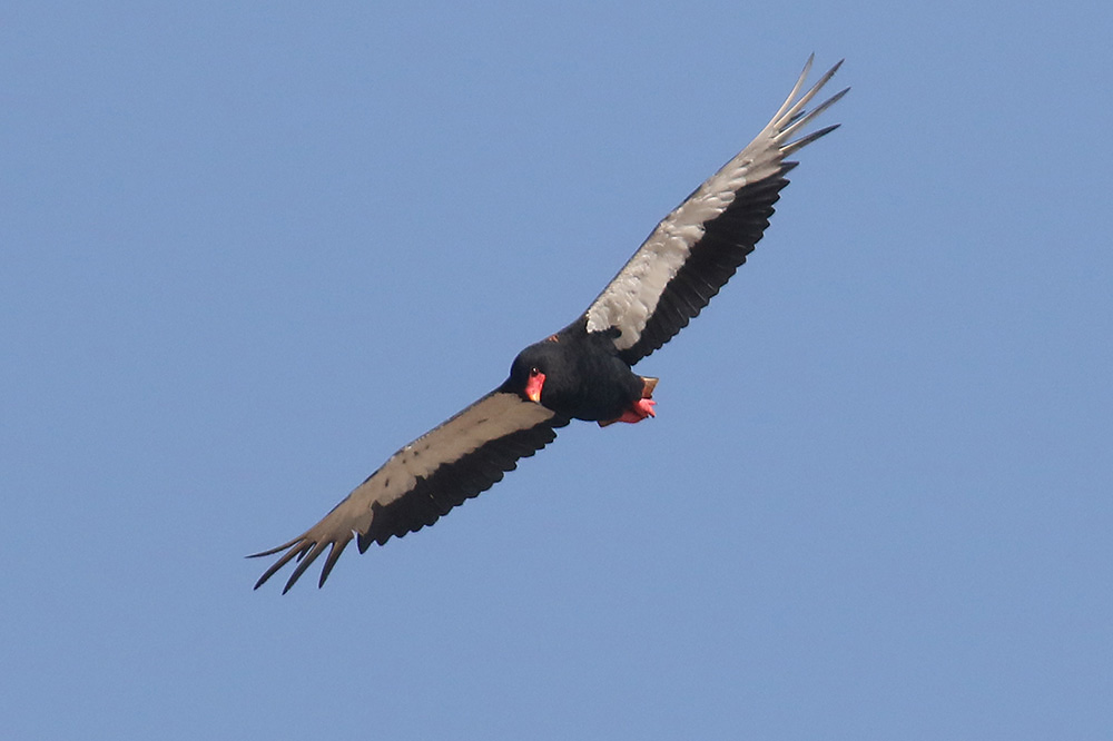 Bateleur by Mick Dryden