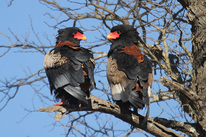 Bateleur by Mick Dryden