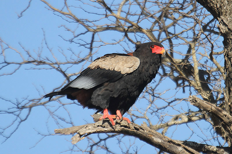 Bateleur by Mick Dryden