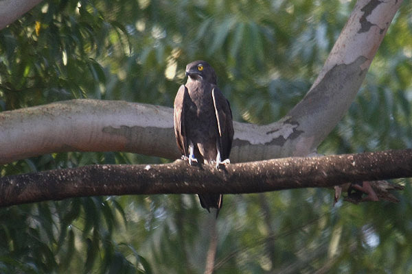 Bat Hawk by Mick Dryden