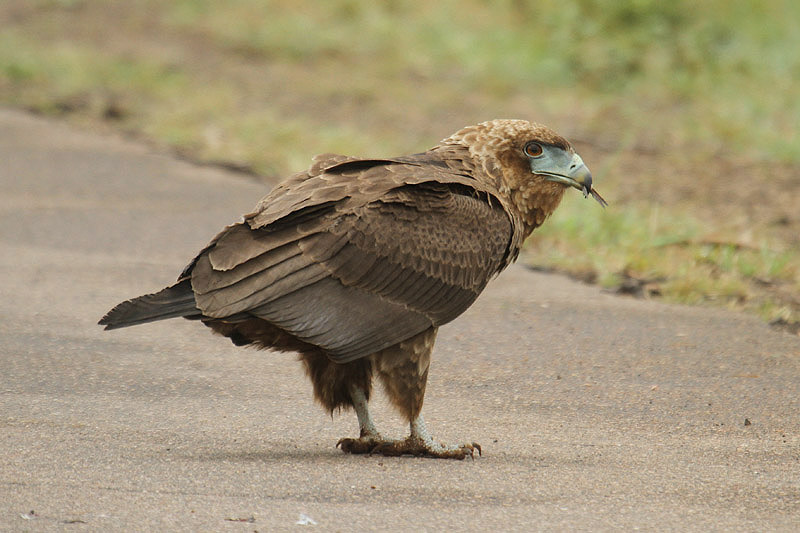 Bateleur by Mick Dryden