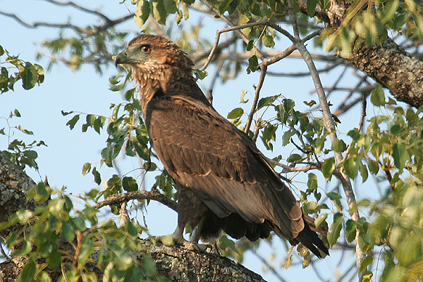 Bataleur by Mick Dryden