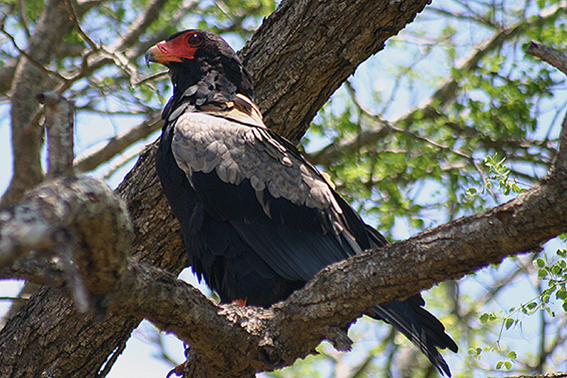 Bataleur by Mick Dryden