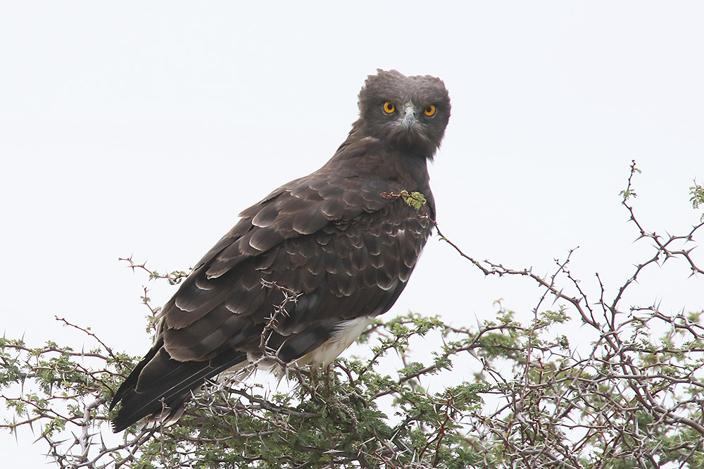 Black chested Snake Eagle by Mick Dryden