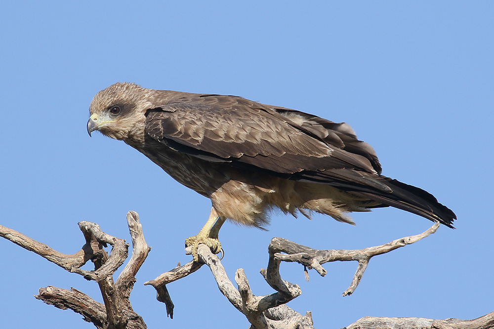 Black Kite by Mick Dryden