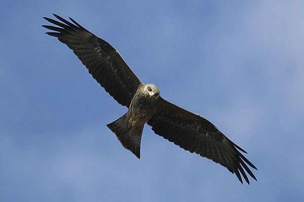 Black Kite by Mick Dryden