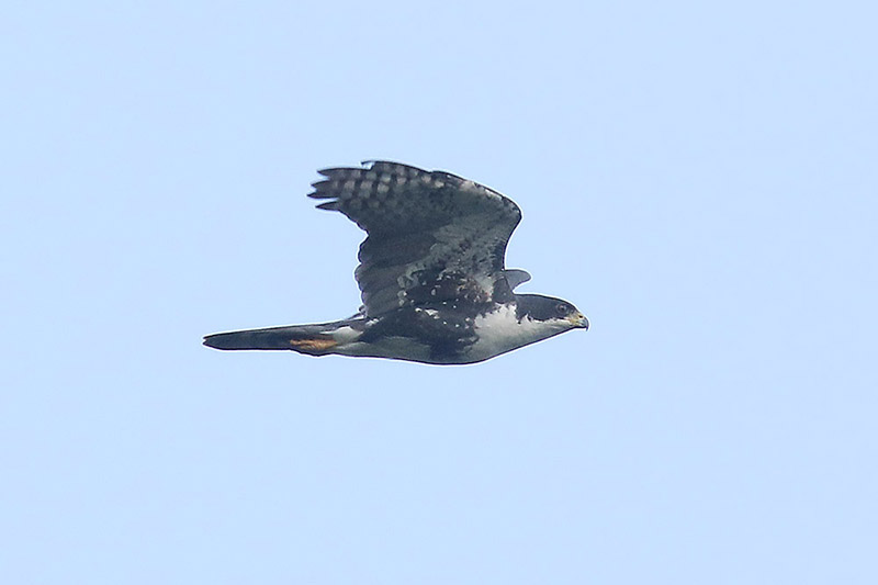 Black Sparrowhawk by Mick Dryden