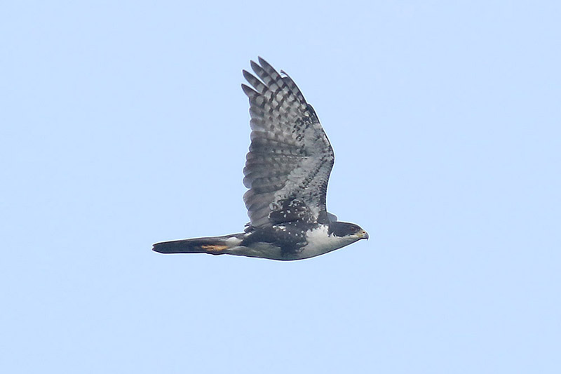 Black Sparrowhawk by Mick Dryden