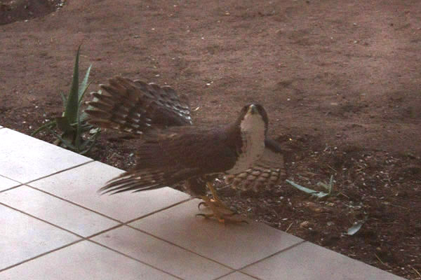 Black Sparrowhawk by Mick Dryden