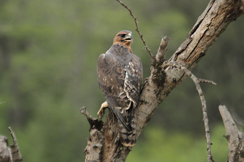 Booted Eagle by Mick Dryden