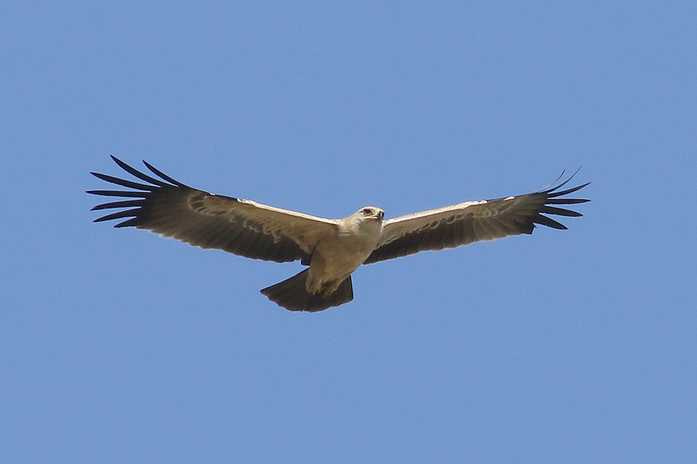 Booted Eagle by Mick Dryden