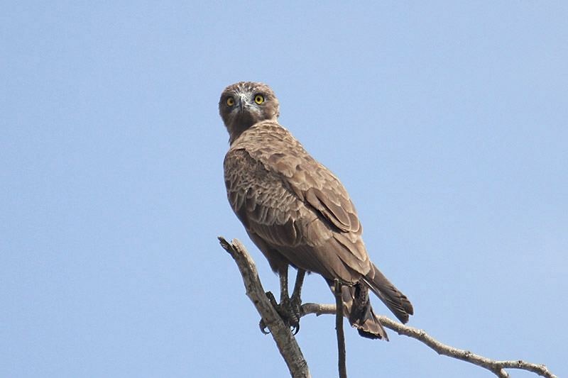 Brown Snake Eagle by Mick Dryden