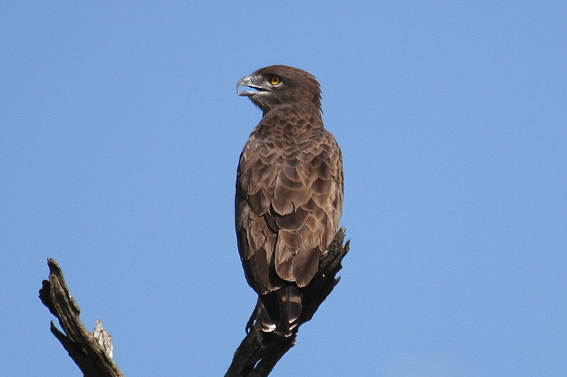 Brown Snake Eagle by Mick Dryden