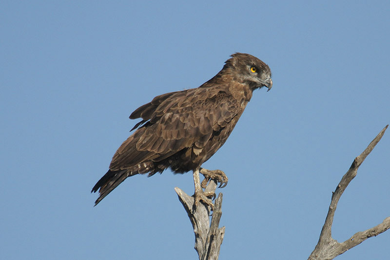 Brown Snake Eagle by Mick Dryden