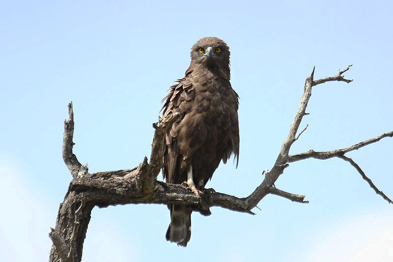 Brown Snake Eagle by Mick Dryden