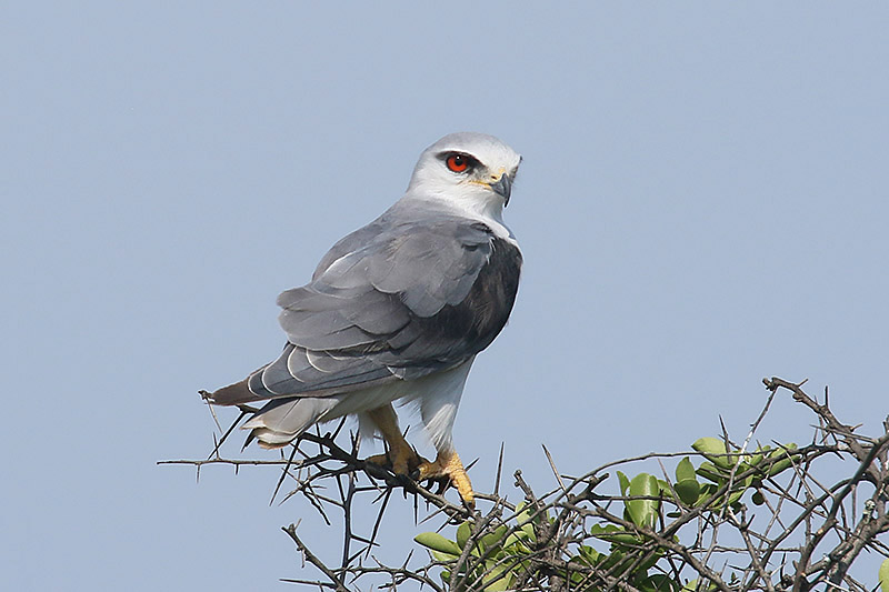 Black shouldered Kite by Mick Dryden