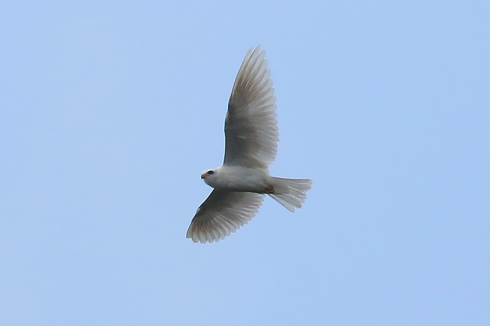 Black shouldered Kite by Mick Dryden