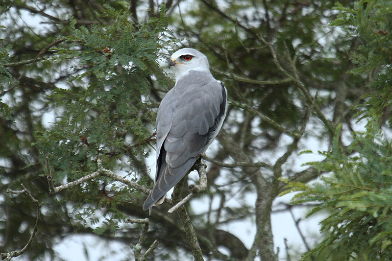 Black-shouldered Kite by Mick Dryden