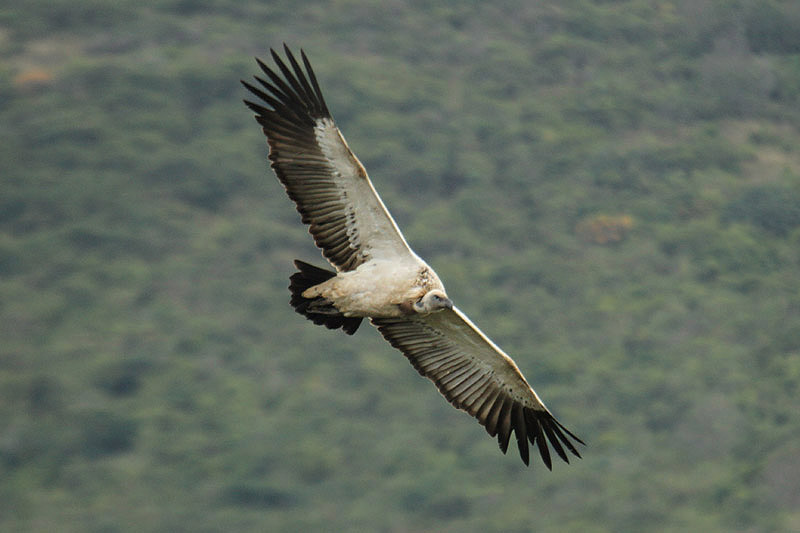 Cape Vulture by Mick Dryden