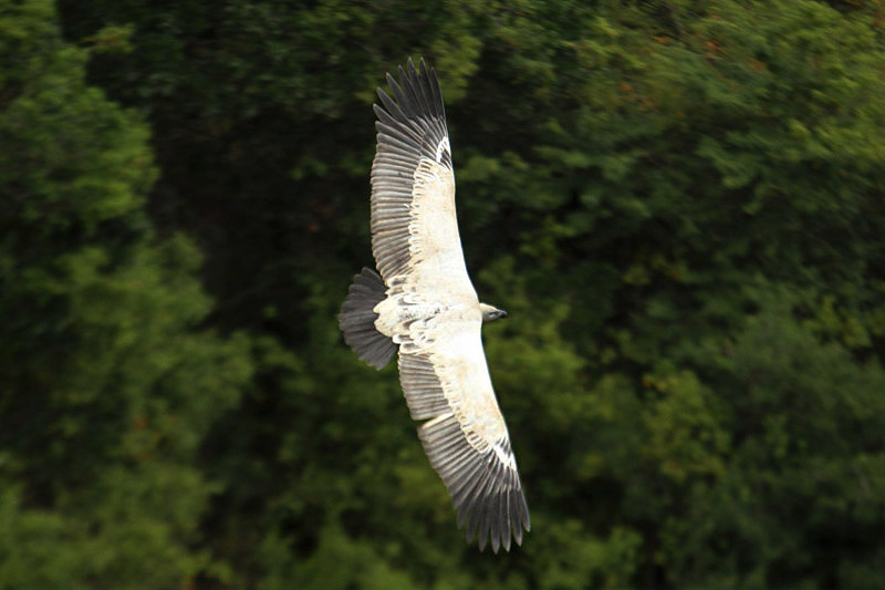 Cape Vulture by Mick Dryden