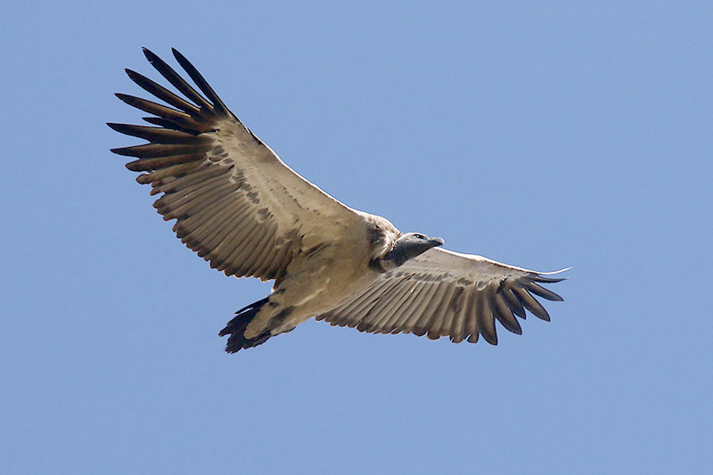 Cape Vulture by Mick Dryden