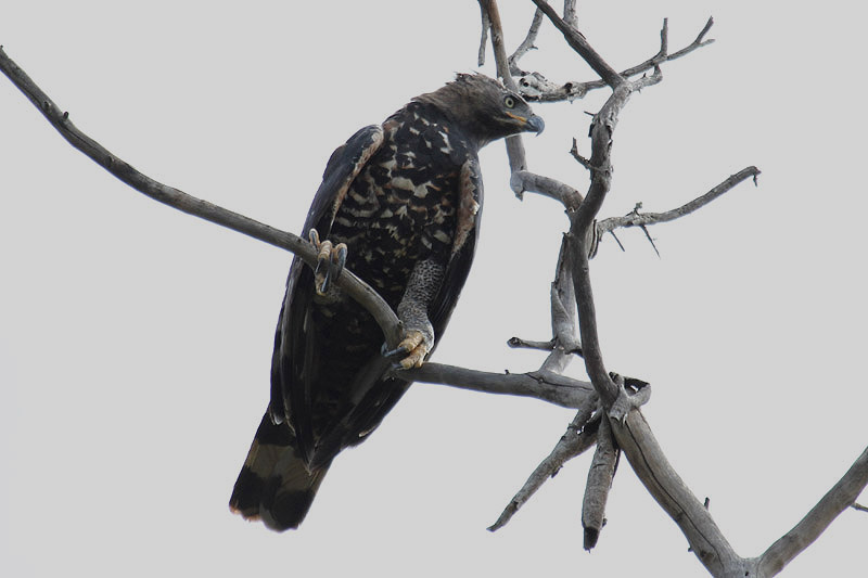 African Crowned Eagle by Mick Dryden