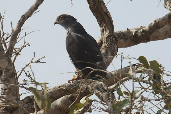 Cuckoo Hawk by Mick Dryden