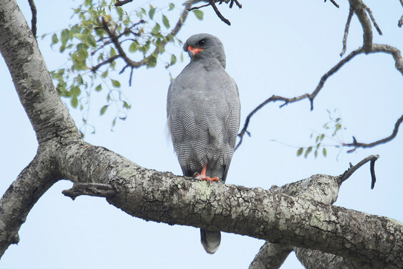 Dark Chanting Goshawk by Mick Dryden