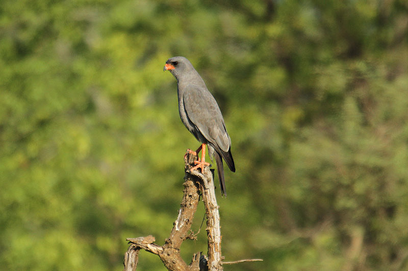 Dark Chanting Goshawk by Mick Dryden