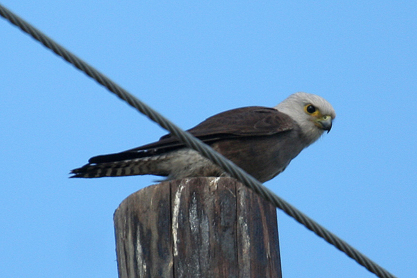 Dickinson's Kestrel by Mick Dryden