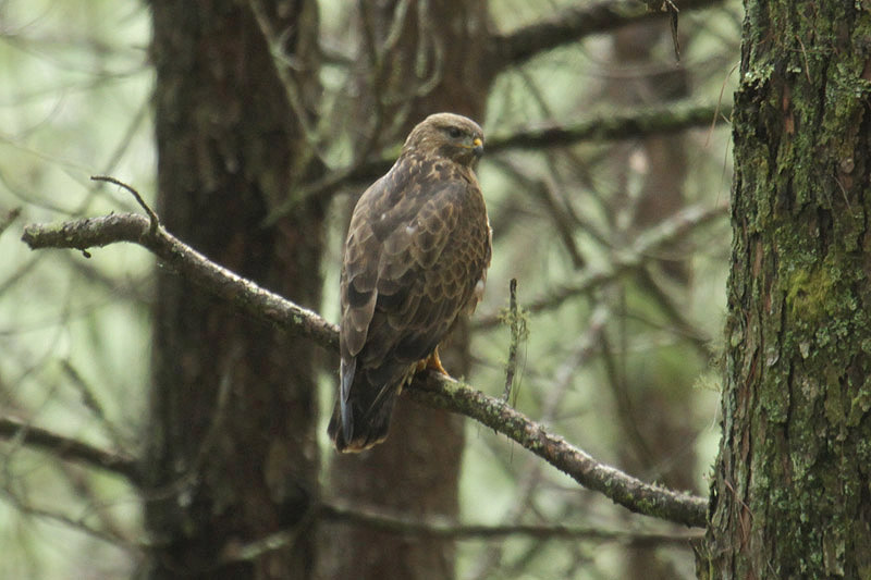 Forest Buzzard by Mick Dryden