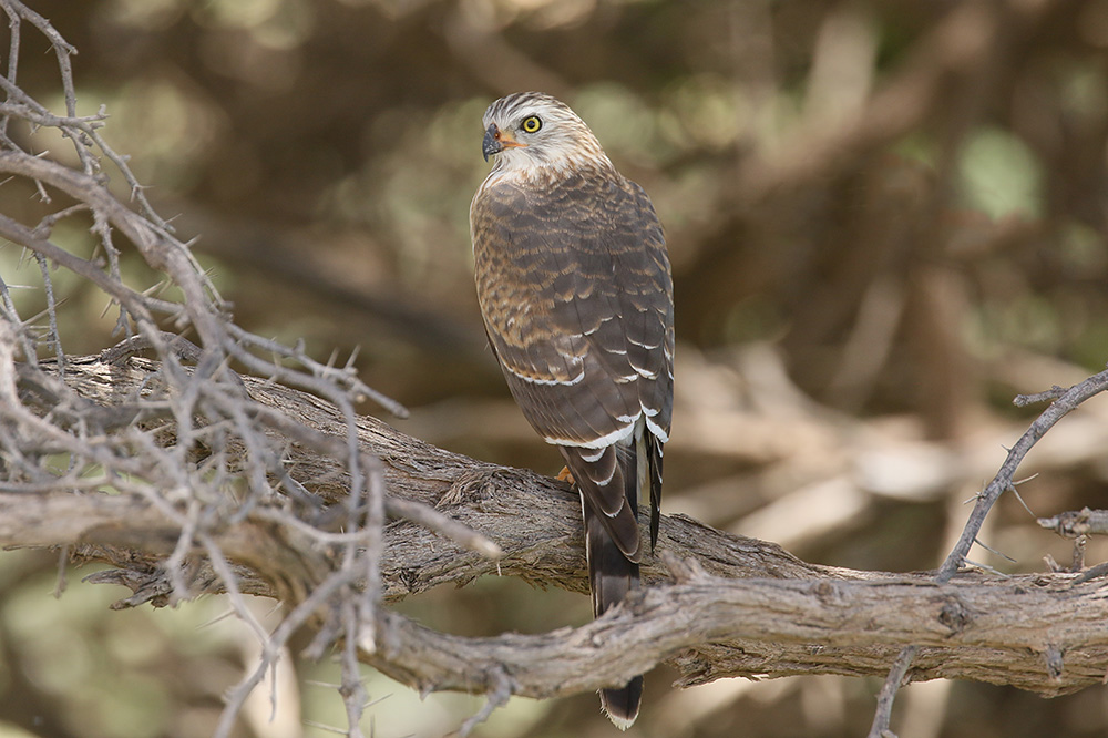 Gabar Goshawk by Mick Dryden