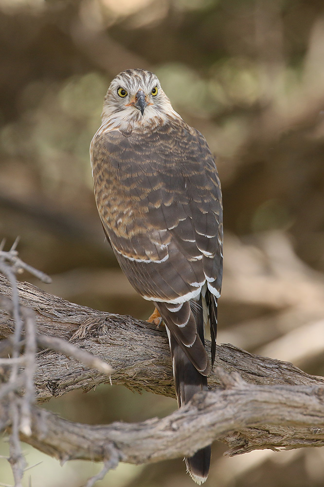 Gabar Goshawk by Mick Dryden