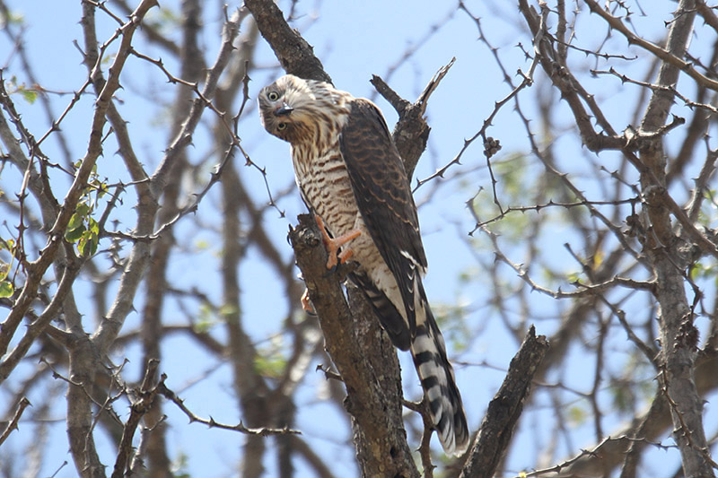 Gabar Goshawk by Mick Dryden