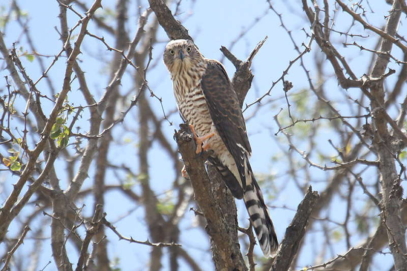 Gabar Goshawk by Mick Dryden