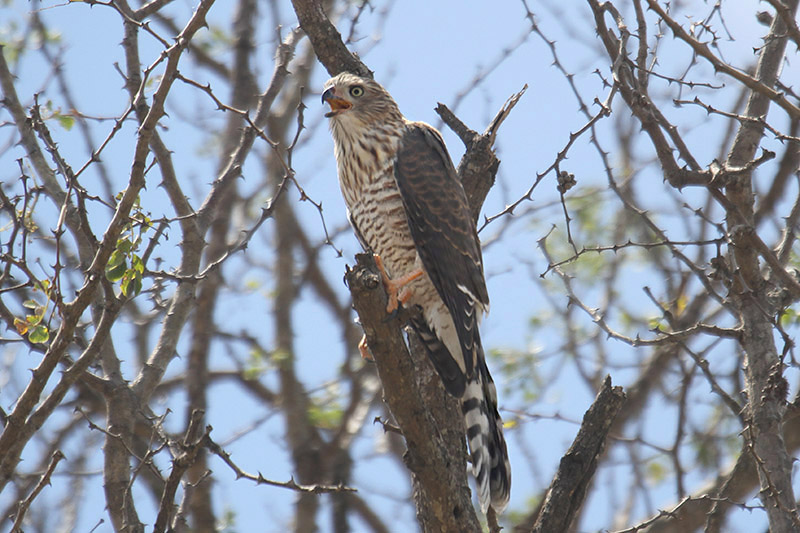 Gabar Goshawk by Mick Dryden