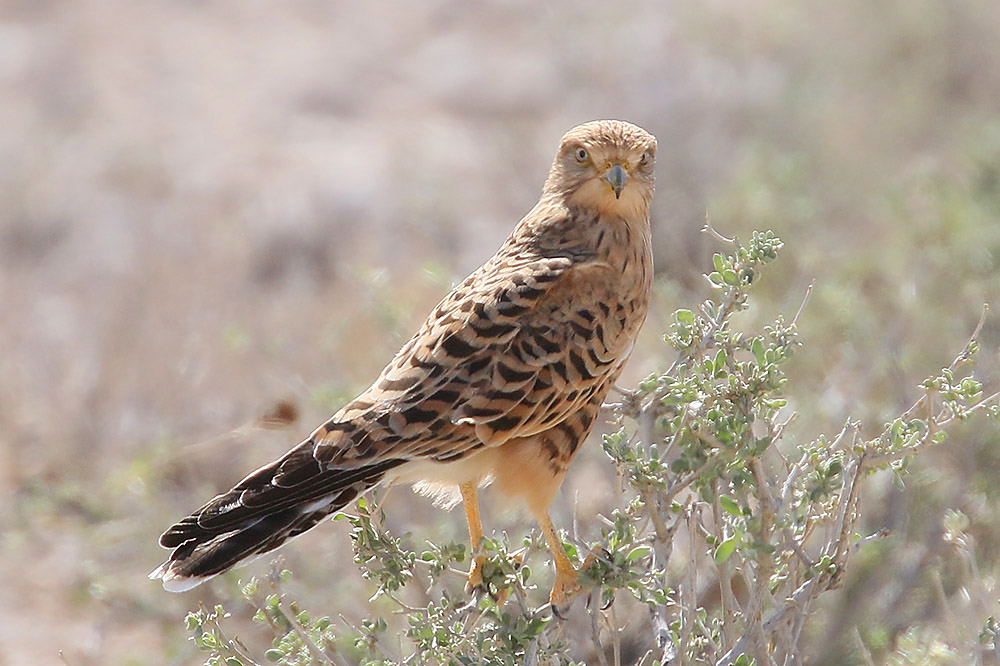 Greater Kestrel by Mick Dryden