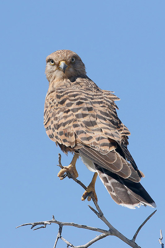 Greater Kestrel by Mick Dryden