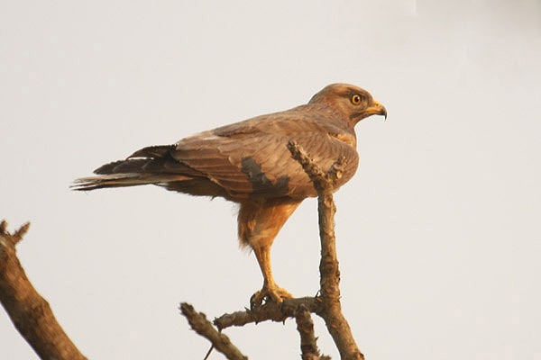 Grasshopper Buzzard by Mick Dryden