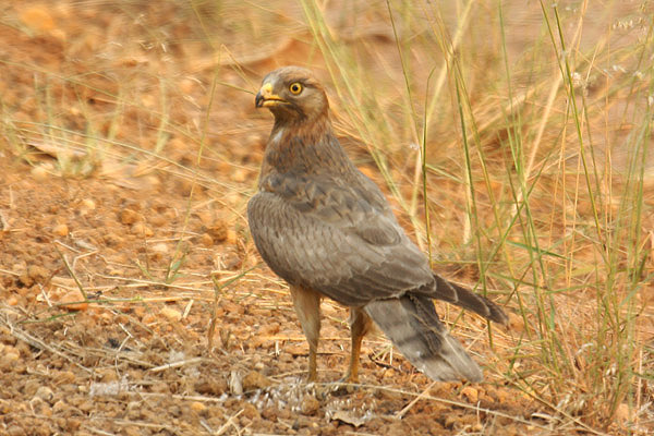 Grasshopper Buzzard by Mick Dryden