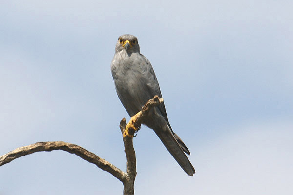 Grey Kestrel by Mick Dryden