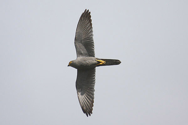 Grey Kestrel by Mick Dryden