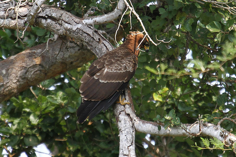 African Harrier Hawk by Mick Dryden