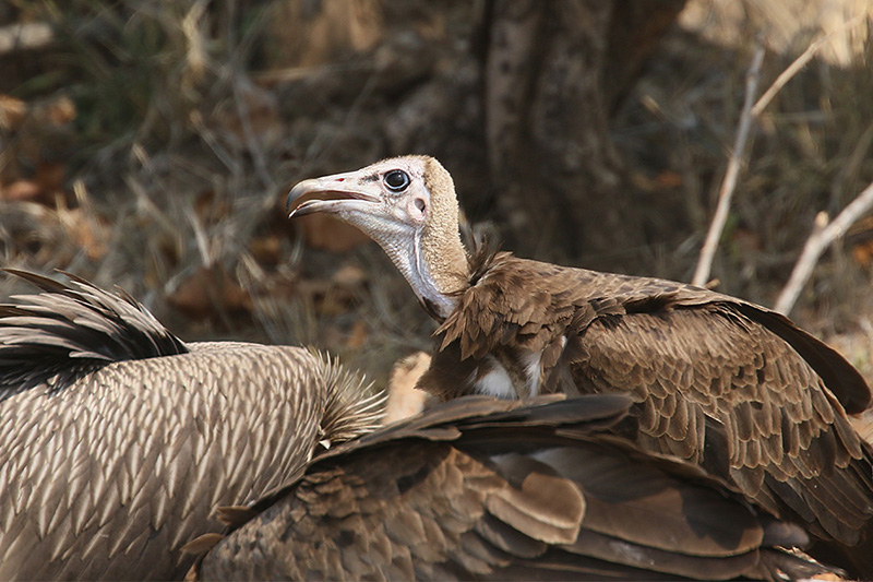 Hooded Vulture by Mick Dryden