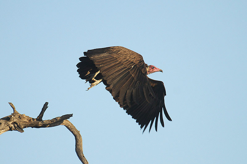 Hooded Vulture by Mick Drydsen