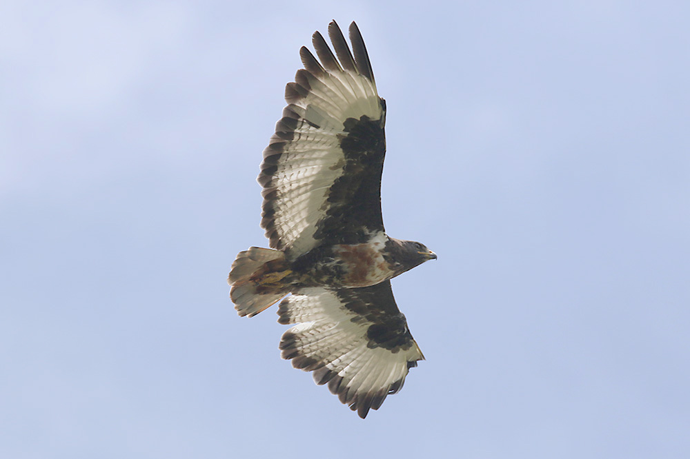 Jackal Buzzard by Mick Dryden