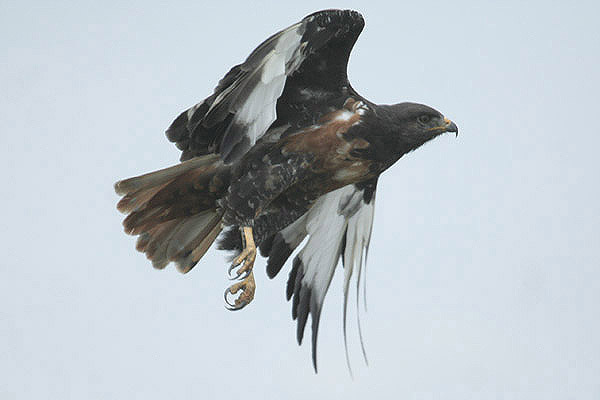 Jackal Buzzard by Mick Dryden