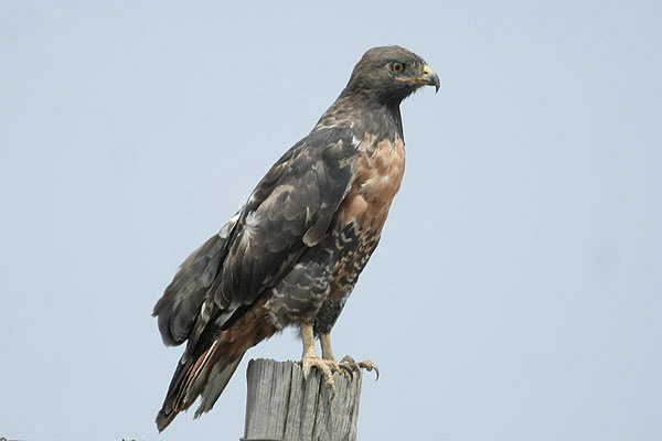 Jackal Buzzard by Mick Dryden