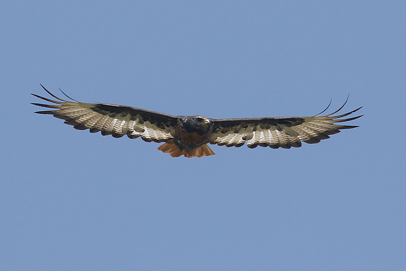 Jackal Buzzard by Mick Dryden