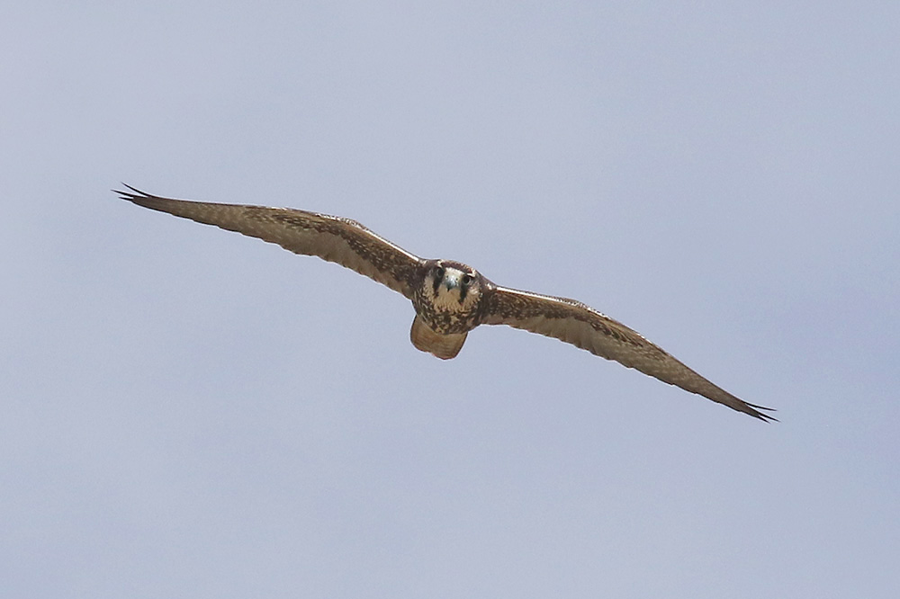 Lanner Falcon by Mick Dryden